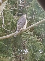 Hawk.jpg