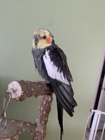 IMG_4162.jpeg