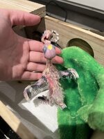 IMG_9339.jpeg