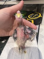 IMG_9390.jpeg