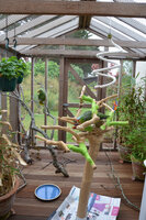 Bobbie and Ollie aviary 2.jpg