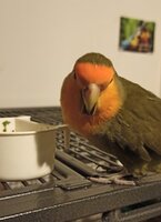 bbbeak.jpg bbbeak.jpg