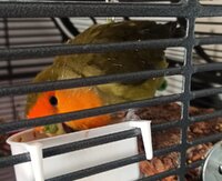 chopbeak.jpg chopbeak.jpg
