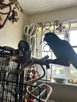 IMG_3509.jpeg