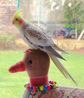 squaccoduck234.JPG squaccoduck234.JPG