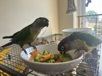IMG_3997.jpeg