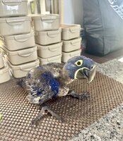 IMG_1439.jpeg