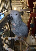 Yvons and readadjusted perch_1 .jpeg