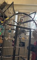 Yvons in cage with top open still_june 3 2025.jpeg