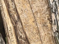 IMG_0418.jpeg