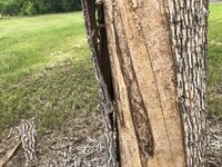 IMG_0419.jpeg