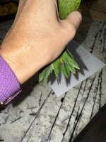 IMG_6160.jpeg