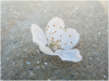 summers_blossom_by_ilovecockatiels-d3dk5pn.png
