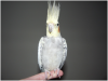shell_shocked_by_ilovecockatiels-d3dtama.png