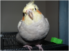 very_podgey_bird_by_ilovecockatiels-d3c8j6v.png