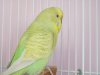 coco_showing_his_bottom_again_by_ilovecockatiels-d3aaaw2.jpg
