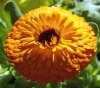 orange-calendula-pot-marigold-dsc00221.jpg