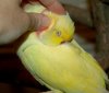 sunny scritches.jpg