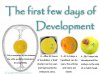 First-5-days-development.jpg