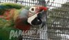 awesome macaw.jpg