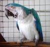 Blue and White macaw.jpg