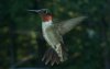 rubythroated hummingbird.JPG