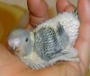 budgie_baby_1.jpg