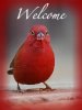 Red Bird Welcome.jpg