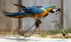 parrot_on_a_bike.jpg parrot_on_a_bike.jpg