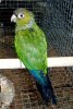 Fiery_Shoulder_Conure_43856_019.JPG