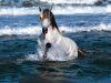 beautiful-horse-in-the-sea-waves-t2.jpg
