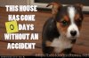 d881_cute-puppy-pictures-accidents.jpg