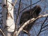 porcupine-in-tree.jpg