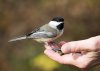 5810818-a-chickadee-perched-on-a-woman-s-hand-eating-bird-seed.jpg