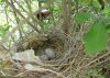 Cardinal Nest.jpg