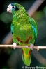 hispaniolan-parrot-dr.jpg