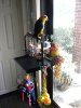 Perch & Playstand at Front Glass Door.JPG