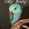 SkyBaby