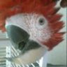onthewingsofmacaws