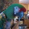 toos&macaws
