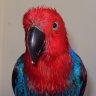 Hugo