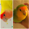 LoveBird<3