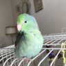 Birdlovesme