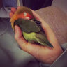 Littlelovebird