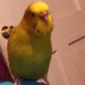 makkibudgie