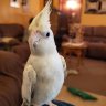 Texas Tiel fan