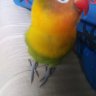 MangoTheBird