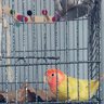 Partybirdy