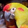 noblemacaw