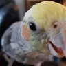 alfie_tiel